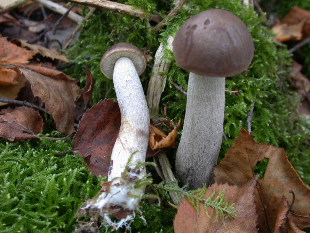 Funghi colorati ...oggi